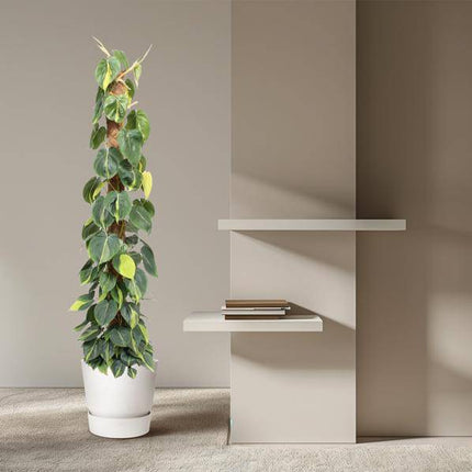 Baumfreund – Philodendron Scandens Brasil 150cm – Ø27cm – Kletterpflanze mit Moosstock – Herzförmige Blätter – Pflegeleichte Zimmerpflanze für Wohnzimmer, Büro & Wintergarten