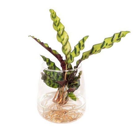 Korbmarante Calathea Insignis – Hydroponische Zimmerpflanze im Kingston-Glas – Ø12cm – 30cm Höhe – grünes dekoratives Laub – pflegeleicht & blütenfrei