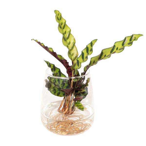 Korbmarante Calathea Insignis – Hydroponische Zimmerpflanze im Kingston-Glas – Ø12cm – 30cm Höhe – grünes dekoratives Laub – pflegeleicht & blütenfrei