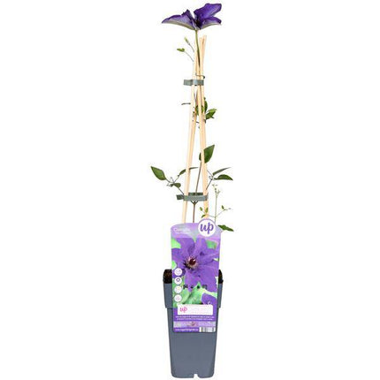 Waldrebe – Clematis 'The President' – Ø15cm – ↕65cm – Kletterpflanze mit lila Blüten – ideal für Pergolen, Zäune & Rankhilfen