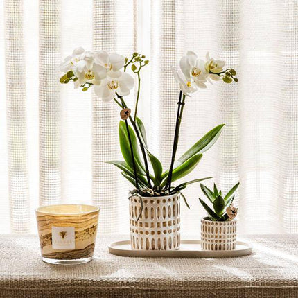 Pflanzenset Weiße Phalaenopsis Orchidee Amabilis & Sukkulente – Keramiktöpfe Mosaik – Auf cremefarbenem organischem Tablett – Elegante Deko für Wohnraum & Büro