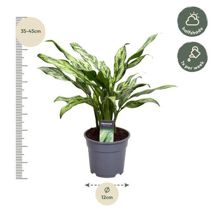 Aglaonema Juliette – Kolbenfaden – Zimmerpflanze – Tropische Blattschmuckpflanze – Pflegeleicht – Exotische Dekopflanze – ↕40cm – Ø12cm