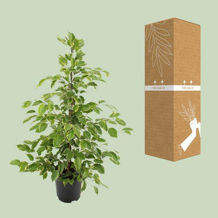 Birken-Feige Ficus benjamina Goldenking – Zimmerpflanze – Ø21cm – Ca. 95cm – Glänzende Blätter – Pflegeleicht – Für Halbschatten & Innenräume