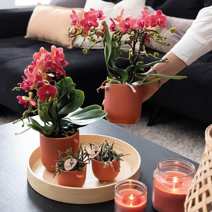 Rote Phalaenopsis Orchideen Zimmerpflanze Ø9cm – blühende Orchidee für Wohnzimmer, Büro & helle Standorte kaufen