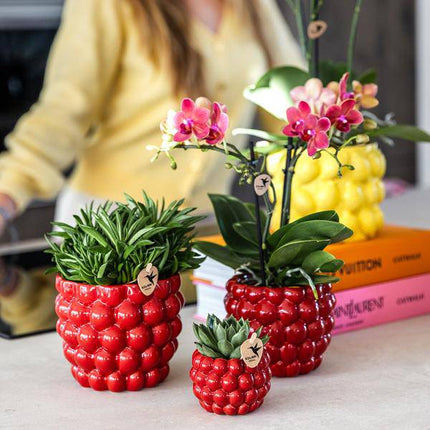 Blumentopf Beeren – Ø6cm – Roter Keramik Übertopf – Dekorativer Mini Pflanztopf für kleine Zimmerpflanzen, Sukkulenten & Kakteen – Stilvolle Innendeko