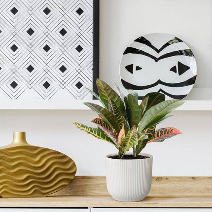 Codiaeum variegatum 'Petra' – Wunderstrauch – Buntblättrige Zimmerpflanze – Exotische Dekopflanze – Pflegeleicht – ↕30cm – Ø12cm