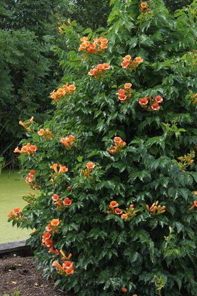 Klettertrompete – Campsis 'Indian Summer' – 2 Pflanzen – Ø15cm – ca. 65cm hoch – Winterharte Kletterpflanze mit orangefarbenen Blüten für mediterrane Gartengestaltung