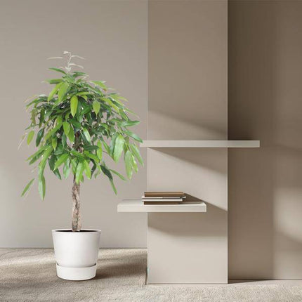 Ficus Amstel King – Schmalblättriger Gummibaum – 140 cm hoch – Ø30 cm – Zimmerpflanze mit geflochtenem Stamm – Pflegeleicht & luftreinigend – Ideal für Wohnzimmer & Büro