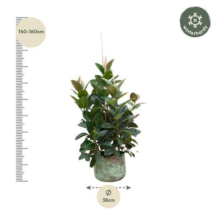 Gummibaum – Ficus Robusta – Zimmerpflanze 150cm – Ø38cm – XXL – Pflanze mit großen dunkelgrünen Blättern – Kübelpflanze für Wohnzimmer & Büro