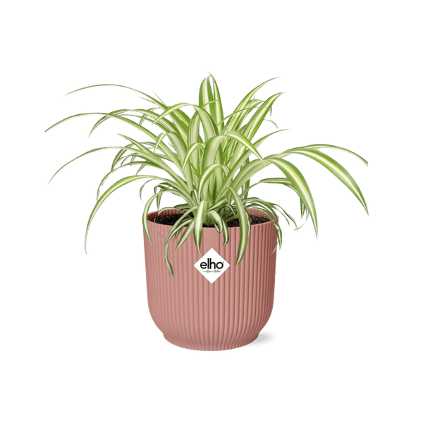 Grünlilie Chlorophytum Comosum Variegatum Zimmerpflanze Ø12cm Ø14cm – pflegeleichte Grünpflanze für Wohnzimmer, Büro & helle Standorte kaufen