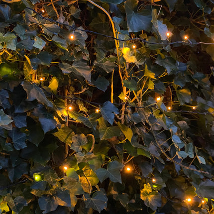 Hedera Hibernica – Efeu Fertighecke – Höhe ca. 150cm – Dichte Sichtschutzhecke – Sofortiger Sichtschutz für Garten & Terrasse