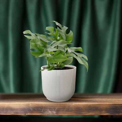 Fensterblatt – Monstera Minima – Zimmerpflanze – Ø12cm – Höhe ca. 25cm – Tropische Kletterpflanze mit gespaltenen Blättern