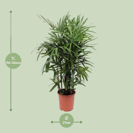 Steckenpalme – Rhapis excelsa – Lady Palm – Ø27cm – Höhe ca. 120cm – Pflegeleichte Zimmerpalme – Luftreinigende tropische Pflanze für Innenräume