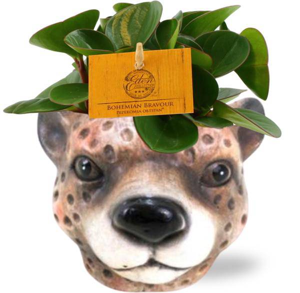 Peperomia Obtipan – Zwergpfeffer – Zimmerpflanze – Ø11cm – ca. 15cm hoch – In Keramiktopf Leopard Braun Ø12x9,5cm – Pflegeleicht & dekorativ