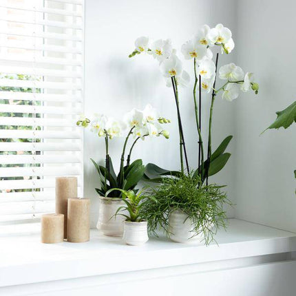 Weiße Phalaenopsis Orchidee Juwel Gent – Blühende Zimmerpflanze – Ø12cm – Elegante weiße Blüten – Perfekt für Zuhause & Büro