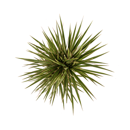 Drachenbaum – Dracaena Marginata Bicolor – Zimmerpflanze – Ø17cm – ↕60cm – Elegant & pflegeleicht