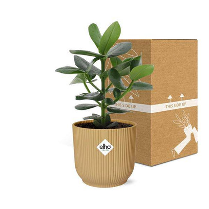 Balsamapfel – Clusia Princess – dekorative Zimmerpflanze – pflegeleicht & robust – Ø14cm – mit Vibes Fold Gelb Übertopf