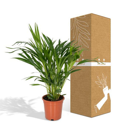 Goldfruchtpalme – Dypsis Lutescens – Areca Palme – Zimmerpflanze – Ø17cm ↕60cm – Luftreinigend – Tropisches Flair – Pflegeleicht – Halbschatten