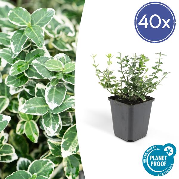 Kletter-Spindelstrauch Euonymus 'Emerald 'n Gaiety' – ↕10-25cm – Ø9cm – 40 Pflanzen – Bodendecker & niedrige Hecke – Winterhart – pflegeleicht