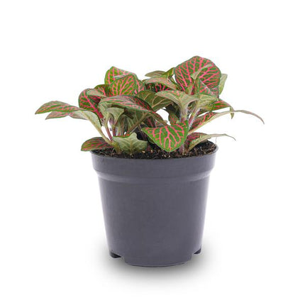 Fittonia Rot – Mosaikpflanze – Zimmerpflanze – Terrarienpflanze – Ø9cm – Tropische Pflanze mit roten & grünen Blättern – Helles Plätzchen ohne direkte Sonne