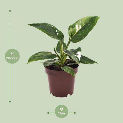 Philodendron White Princess – Baumfreund Zimmerpflanze Ø12cm ↕25cm – pflegeleichte luftreinigende Pflanze mit dekorativen weißen Panaschierungen
