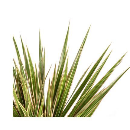 Drachenbaum – Dracaena Marginata Bicolor – Zimmerpflanze – Ø17cm – ↕60cm – Elegant & pflegeleicht
