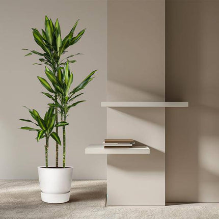 Drachenbaum Zimmerpflanze Ø24cm ↕160cm – pflegeleichte Grünpflanze für Wohnzimmer, Büro & helle Standorte kaufen