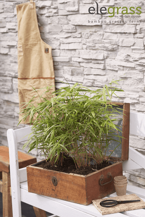 Schirmbambus Fargesia rufa – Kompakter, winterharter Bambus – Ø14cm – ca. 40cm Höhe – Ideal für Garten, Balkon & Teichgestaltung