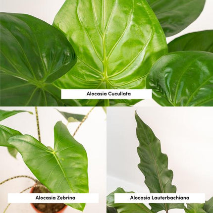 Alocasia Set – Zebrina Ø19cm ↕75cm + Cucullata Ø19cm ↕60cm + Lauterbachiana Ø19cm ↕75cm – Tropische Zimmerpflanzen im 3er Set – Exotische Alocasia für helle Innenräume