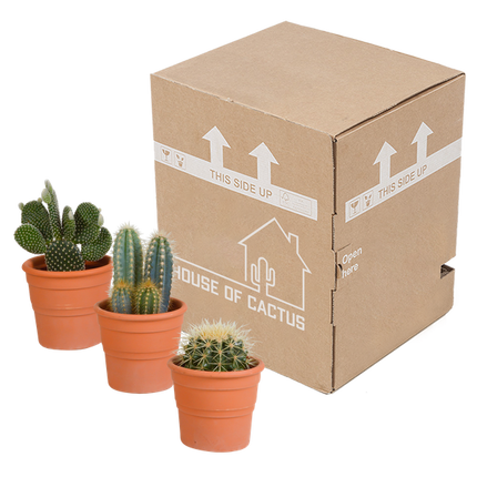 Kakteen Mix – 3 Pflanzen – Ø10,5cm Zimmerpflanzen im Terrakotta-Topf – Verschiedene Kakteen im mediterranen Tontopf – Pflegeleichte Sukkulenten für Fensterbank, Büro & Wohnzimmer
