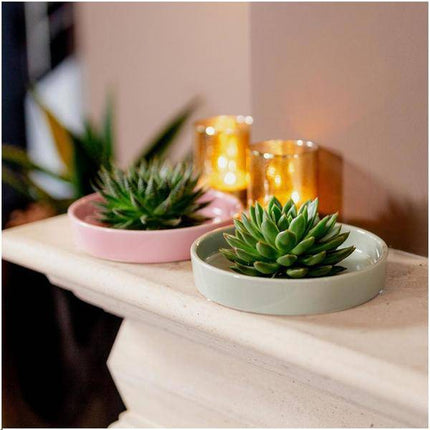 Sukkulente – Echeveria pulidonis Rootless – Ø20cm Schale „Grün“ – Zimmerpflanze ohne Wurzeln – Pflegeleichte Schnitt-Sukkulente als Deko & Tischschmuck