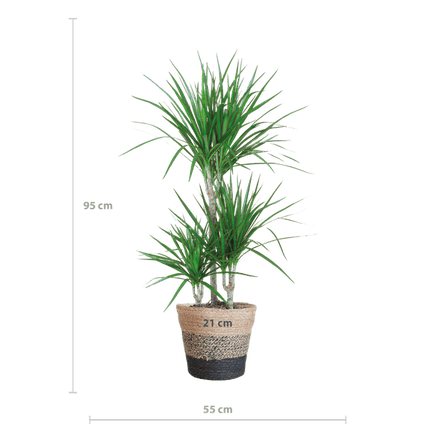 Dracaena Marginata – Drachenbaum – Zimmerpflanze ca. 95cm – ø21cm – inkl. Pflanzenkorb Lissabon Schwarz – Pflegeleichte Grünpflanze im Jute-Korb für Wohnzimmer & Büro