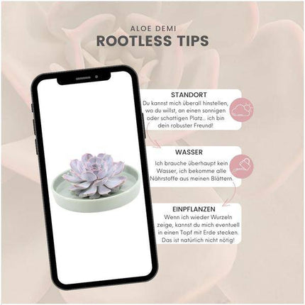 Sukkulente – Echeveria lilacina ROOTLESS – Ø20cm Schale Grün – Zimmerpflanze ohne Wurzeln – Pflegeleichte Schnitt-Sukkulente als Tischdeko & Geschenk