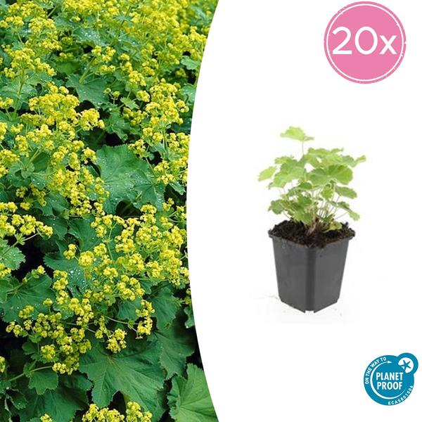 Weicher Frauenmantel – Alchemilla mollis – Staude – Bodendecker – Gelb-grüne Blüten – 20 Pflanzen – Ø9cm – ↕10-25cm