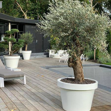 Topf Lira Weiß – Pflanzkübel Ø65cm x H58cm – Moderner weißer Pflanzgefäß – Wetterfest & Robust – Für große Zimmerpflanzen und Außenbereich