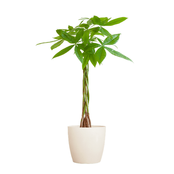 Pachira Aquatica Geldbaum Glückskastanie ca. 80cm mit geflochtenem Stamm im weißen Viber Biotopf Ø21cm – Zimmerpflanze für Wohnung Büro Wohnzimmer