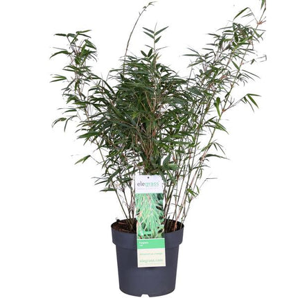 Schirmbambus Fargesia rufa Ø23cm ↕80cm – hochwertiges Produkt für Pflanzen, Garten, Zuhause, Dekoration & moderne Einrichtung