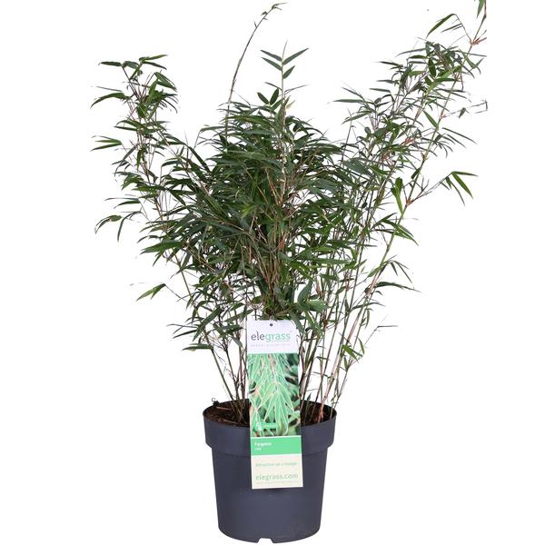 Schirmbambus Fargesia rufa Ø23cm ↕80cm – hochwertiges Produkt für Pflanzen, Garten, Zuhause, Dekoration & moderne Einrichtung