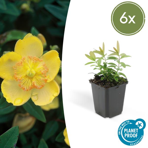Hypericum calycinum – Großkelchiges Johanniskraut – ↕10-25cm – Ø9cm – 6 Pflanzen – Bodendecker & Blühpflanze – Pflegeleicht & sonnig