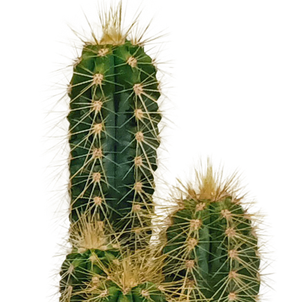 Sukkulenten & Kakteen Mix 10 Pflanzen Ø5,5cm – pflegeleichtes Pflanzen Set für Urban Jungle, Fensterbank, Wohnzimmer & Büro