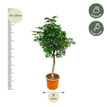 Strahlenaralie – Schefflera auf Stiel – Zimmerpflanze 210cm – Ø45cm – Immergrüne XXL-Grünpflanze mit handförmigen Blättern – Tropische Kübelpflanze für Wohnzimmer & Büro – Pflegeleicht