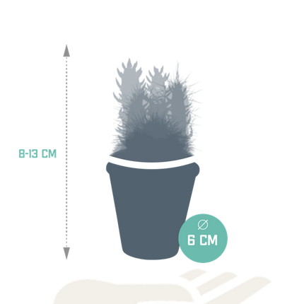 Kakteen Mix – 5 Pflanzen– Ø5,5cm Zimmerpflanzen im Terrakotta-Topf – Verschiedene Mini-Kakteen – Pflegeleichte Sukkulenten für Fensterbank, Büro & Wohnzimmer