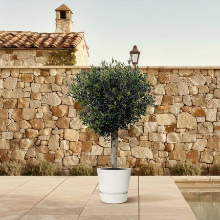 Olivenbaum – Olea Europaea Lorc 180cm – Ø50cm – Mediterrane Kübelpflanze mit silbergrünen Blättern – Edler Olivenbaum für Garten, Terrasse, Balkon & Wintergarten – Pflegeleicht