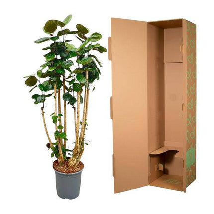 Fiederaralie – Polyscias Fabian – Zimmerpflanze 160cm – Ø30cm – Exotische Grünpflanze mit glänzenden Blättern – XXL – Pflanze für Wohnzimmer & Büro