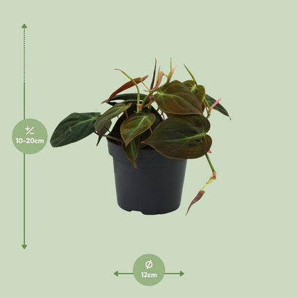 Baumfreund – Philodendron Micans – Zimmerpflanze – Ø12cm – ca. 15cm hoch – pflegeleichte Herzblatt-Kletterpflanze für Wohnung, Büro & Innenräume