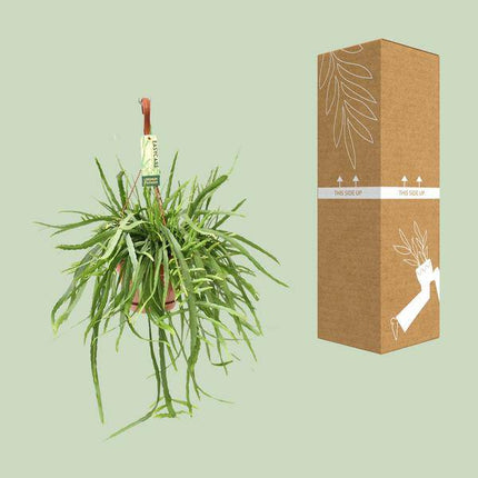 Blattkaktus Lepismium Bolivianum – Ø17cm – ↕55cm – Pflegeleichte Zimmerpflanze mit hängenden Trieben – Exotischer Kaktus für Wohnzimmer, Büro & Wintergarten