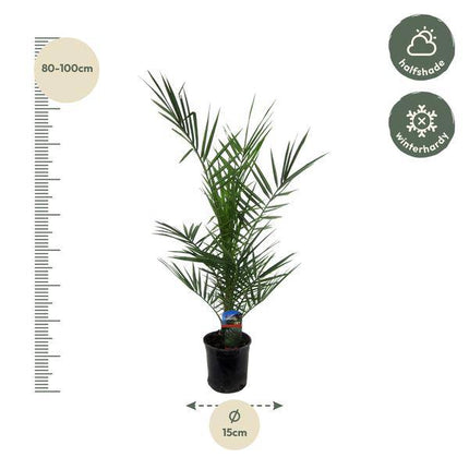 Phoenix Canariensis – Kanarische Dattelpalme – Exotische Zimmer- und Kübelpflanze – Palme für Garten, Terrasse & Wohnung – Ø15cm – ↕80cm