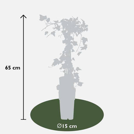 Gold-Efeu – Hedera helix 'Goldheart' – 4 Pflanzen – Ø15cm – ca. 65cm hoch – Winterharte immergrüne Kletterpflanze mit gelb-grünen Blättern für Garten, Zaun & Pergola