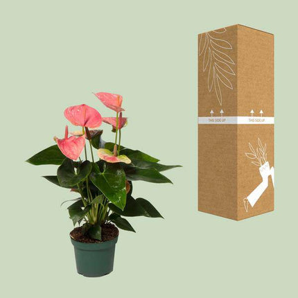 Flamingoblume Anthurium Sweet Dream – Zimmerpflanze – Ø12 cm – Ca. 35 cm hoch – Elegante, pflegeleichte Flamingoblume mit leuchtenden herzförmigen Blüten – Luftreinigend & dekorativ
