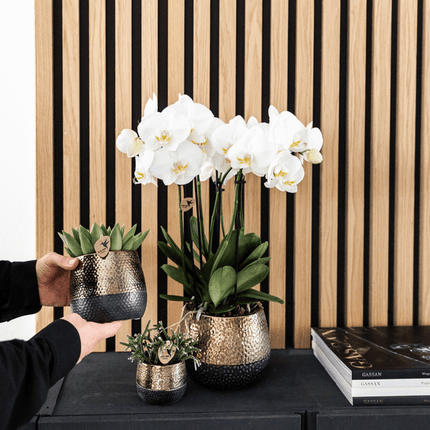 Orchidee Gent Weiß – 4er Set – Zimmerpflanzen mit weißen Blüten – Ø12cm – Frisch vom Bauern – Langlebige Blüte – Elegante Wohnraum-Deko